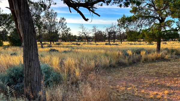 Simple camping 
with a swag
