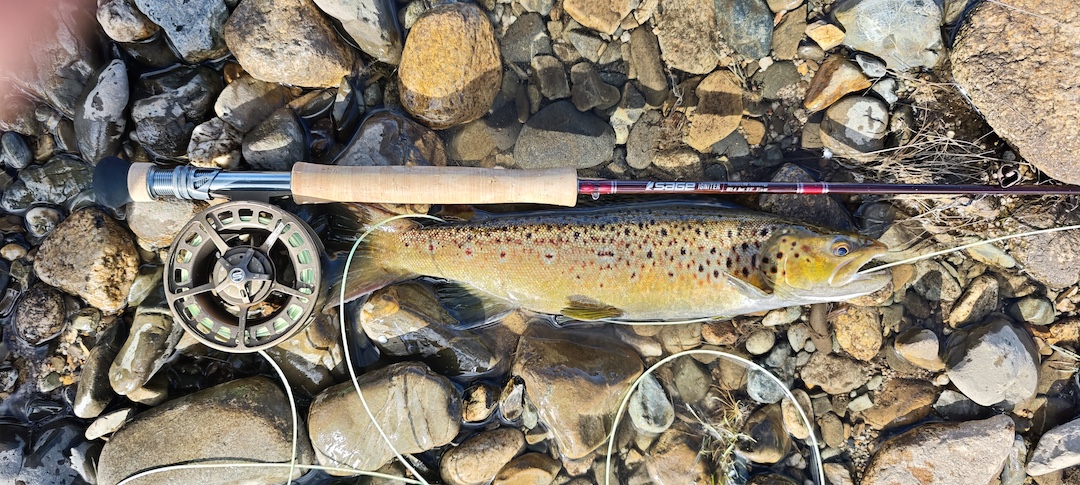 Brown trout Sage Igniter 6wt fly fishing