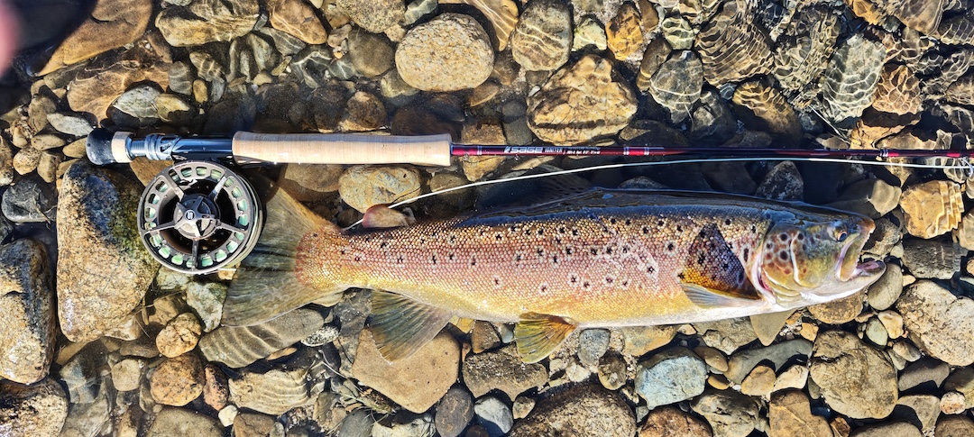 trophy brown trout Sage Igniter 6wt fly fishing